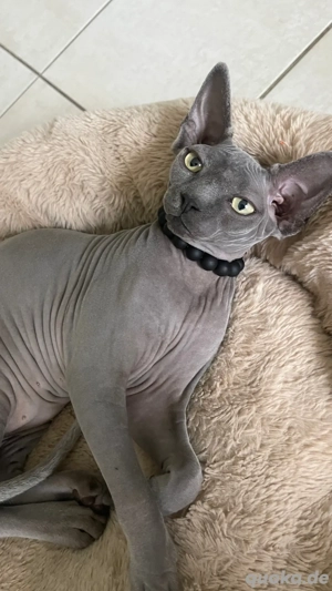 sphynx kitten 