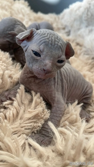 sphynx kitten noch ein kater frei  Bild 4
