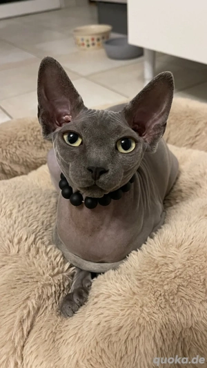 sphynx kitten noch ein kater frei  Bild 3