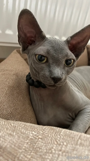 sphynx kitten 