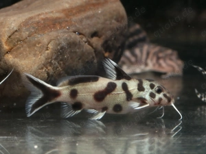 Synodontis polli white - Fiederbartwels - Welse - Aquarium Fische Bild 4