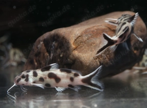 Synodontis polli white - Fiederbartwels - Welse - Aquarium Fische Bild 5