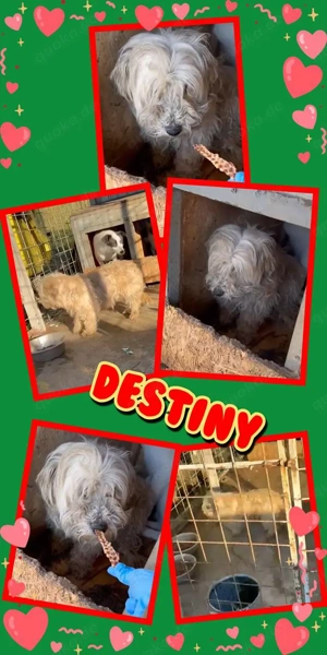 kleine, mit Artgenossen sehr verträgliche Hündin "Destiny" sucht ein liebevolles Zuhause