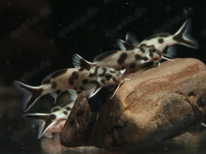 Synodontis polli white - Fiederbartwels - Welse - Aquarium Fische Bild 2