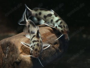 Synodontis polli white - Fiederbartwels - Welse - Aquarium Fische Bild 3