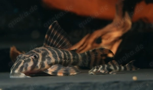 Peckoltia sp. L 494 - L-Wels - Saugwels - Fische - Aquarium Bild 2