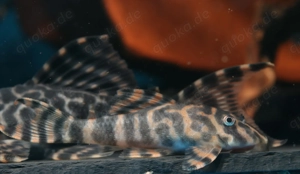 Peckoltia sp. L 494 - L-Wels - Saugwels - Fische - Aquarium Bild 4