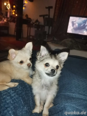 Chihuahua-Welpe (Rüde) 