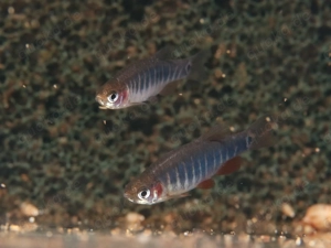 Querstreifen Zwergbärbling - Fische - Aquarium - Minifisch - Nano Bild 3