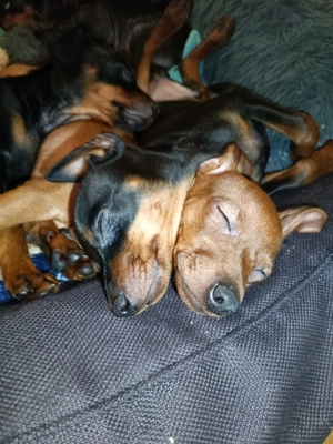 Jüngst Sucht zu Hause