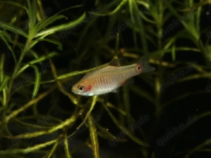 Querstreifen Zwergbärbling - Fische - Aquarium - Minifisch - Nano Bild 2