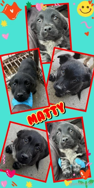 Süßer Matty - bald auf Pflegestelle!