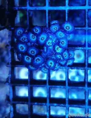 Meerwasser Korallen Zoanthus  Bild 2