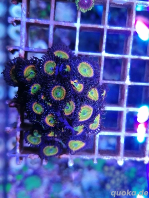 Meerwasser Korallen Zoanthus  Bild 7