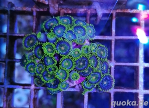 Meerwasser Korallen Zoanthus  Bild 3