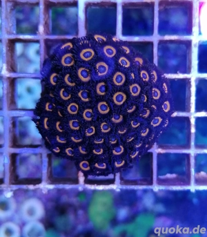 Meerwasser Korallen Zoanthus  Bild 5