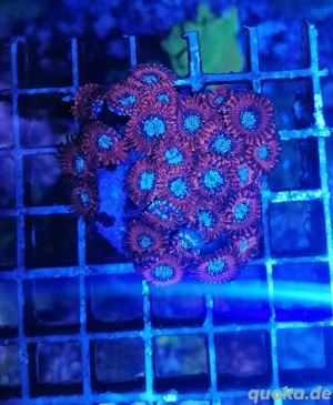Meerwasser Korallen Zoanthus  Bild 4