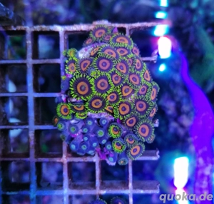 Meerwasser Korallen Zoanthus  Bild 6