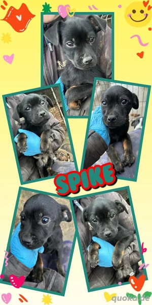 Süßer Spike- bald auf Pflegestelle!