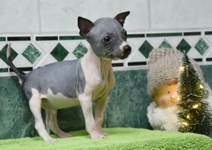 American Hairless Terrier Welpen