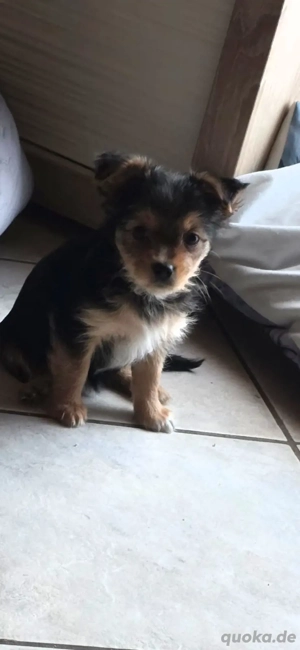 Biewer-Yorkie Chihuahua Mix Welpen