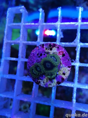 Meerwasser Korallen Zoanthus yoda 