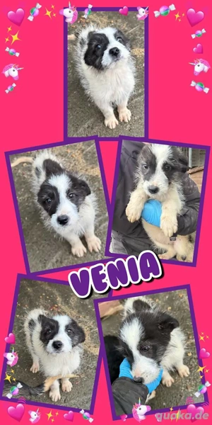 zuckersüßes, bildhübsches Welpenmädchen "Venia" auf Körbchensuche