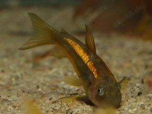 Corydoras sp. Gold Stripe CW10 - Orange Laser - Panzerwelse Welse Bild 2