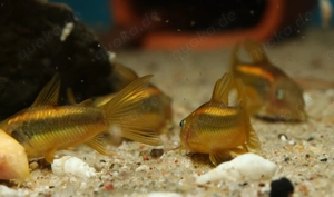 Corydoras sp. Gold Stripe CW10 - Orange Laser - Panzerwelse Welse Bild 4