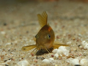 Corydoras sp. Gold Stripe CW10 - Orange Laser - Panzerwelse Welse Bild 5