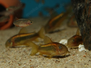 Corydoras sp. Gold Stripe CW10 - Orange Laser - Panzerwelse Welse Bild 3