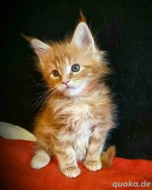 Entzückende Maine-Coon-Kätzchen