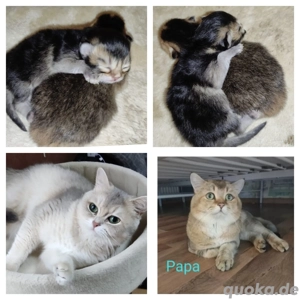 2 BKH Kitten mit Mama und Zubehör 