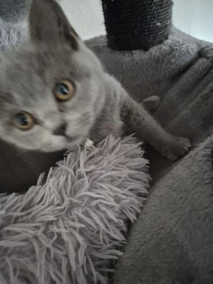 Unsere letzten beiden Kitten suchen ihr neues zu Hause