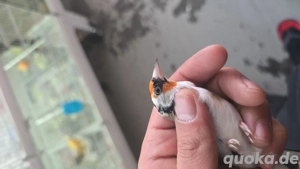 Steglitz parva 2025.