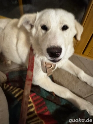 Husky Labrador Mix Welpin 5 Monate schneeweiss und kinderlieb