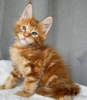 Männliche und weibliche Maine-Coon-Kätzchen