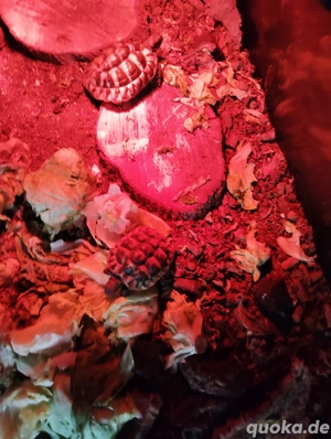 Griechische Landschildkröten 