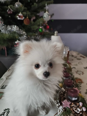 Pomeranian Spitz 3 Monate 