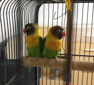 Agarponiden (Unzertrennlich)