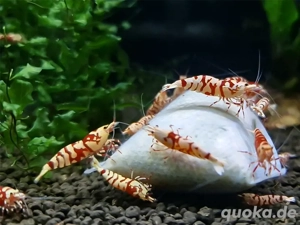 Garnelen Fancy Tiger Red und Black 20 Stück + Lubao und Bananenblätter 55Euro