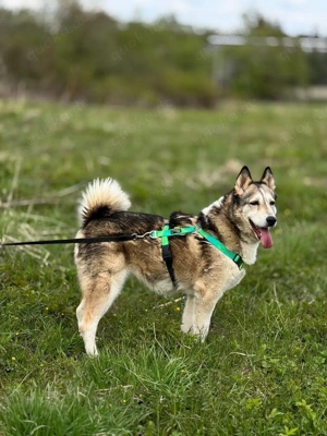Savanna, geb. 06 2021 - Von der Straße ins Glück - wer schenkt ihr ein Zuhause?