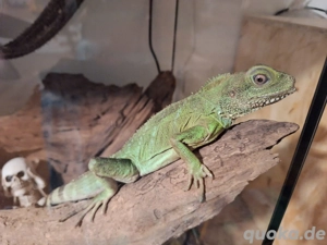 Wassergame abzugeben 