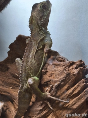 Wassergame zu verkaufen 