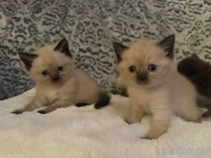 Britisch Kurz und Langhaar Kitten suchen liebevolles Zuhause 