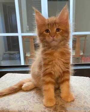 3 Monate alte männliche und weibliche Maine-Coon-Kätzchen