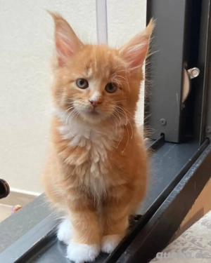 Maine-Coon-Kätzchen zur Adoption