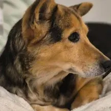 Pita ca. 35 cm   Wünscht sich einen Altersruhesitz [auf Pfegestelle in 14532 Stahnsdorf]