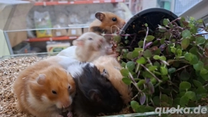 Teddyhamster  abzugeben 