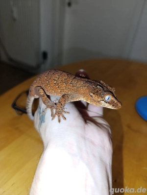 Höckerkopfgecko 1.0 zu verkaufen